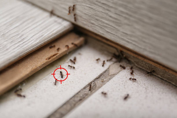 Spider Control Near Me in Monticello, NY