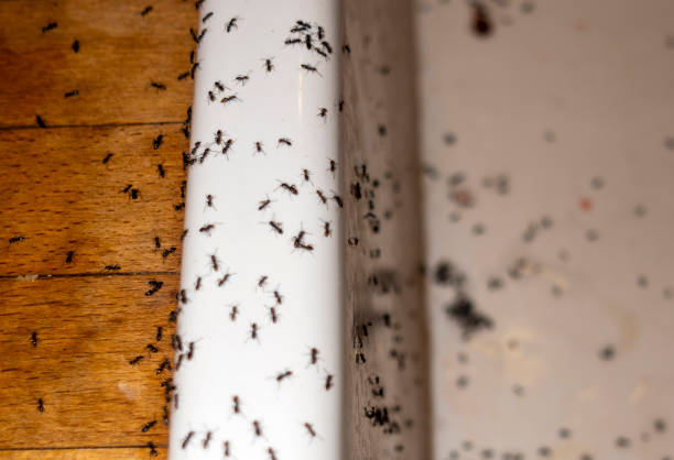 Best Local Pest Control Services  in Monticello, NY