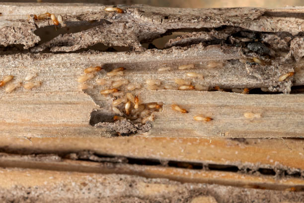 Best Pest Prevention Services  in Monticello, NY